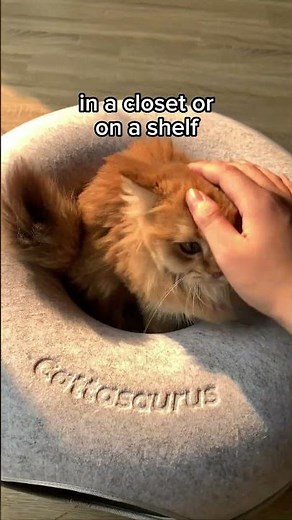 3 Facts About Cats' Natural Habitats You Need To Know