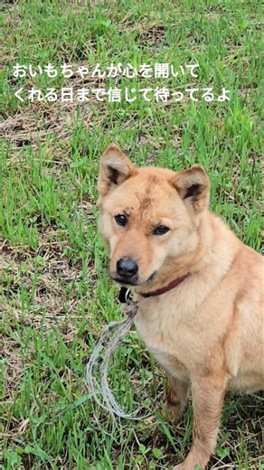 Oimo-chan, the rescued stray dog who sat and waited by my side while I took a phone call during o...