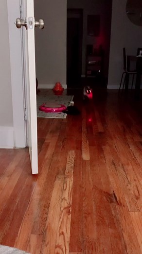 Playful cats chasing laser pointers