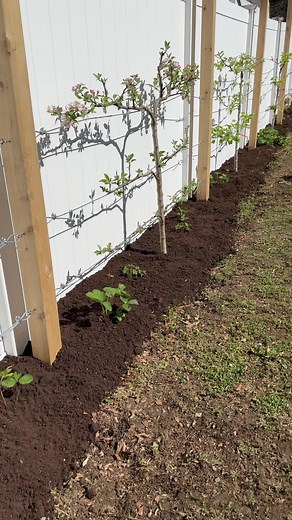 How to Start an Orchard in Limited Space Using Espalier Techniques