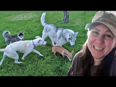 Kira The Husky Puppy Makes New Friends