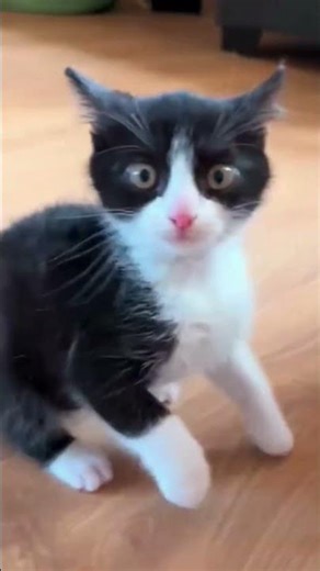 Funny Angry Kitten Moment – Cute Baby Cat Sneezing in Rage 😂🐱 #entertaininganimals #funny