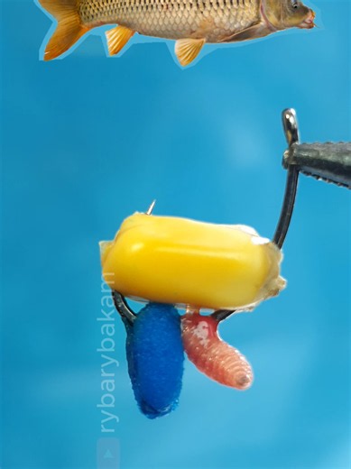 Carp Fishing: Why Corn Maggot is a Wrong Bait Choice ❌