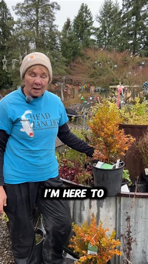 🌿 Dive into the world of Winter Gem Boxwood! Why you’ll want it in your garden: ✅ All-Season Color: Shiny green leaves that stick around all year. They take a bronze turn in winter, then back to green when spring hits. ✅ Perfect Size: Grows to a neat 3-4 ft both ways. With a moderate growth rate, shaping it is a breeze. ✅ Deer? No Problem: Its smell keeps deer at a distance. 🌞 Loves: Both sunny and partly shady spots. Well-drained soil, but isn’t fussy. Staying cool across USDA Zones 5-9. 💧 E