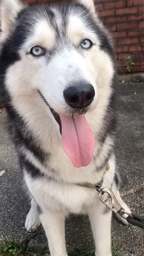 FIRST TIME NAG PA KUHA VIDEO AH #huskydog #dogloversdog #shortsviral #shorts #dogs #huskylife