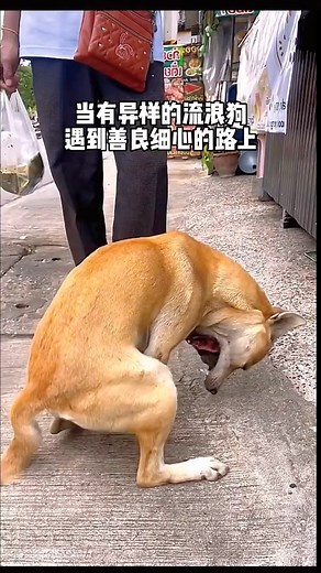 Heapet | The Dog Is Very Smart And Knows To Ask For Help On The Side Of The Road, Passers-By Are Very Careful To Discover Its Difficulties #heapet... | Instagram