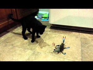 Cat vs. Crab... sooooo funny