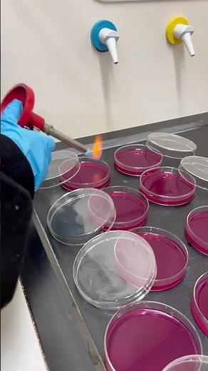 Mannitol salt agar preparation