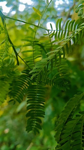 cinematic shots by one plus 12r #shortvideo #trending #nature