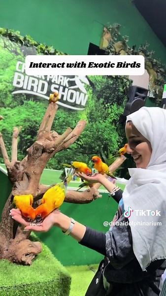 Experience Dubai Dolphinarium: Dolphin & Seal Show, Interactive Experiences, and More