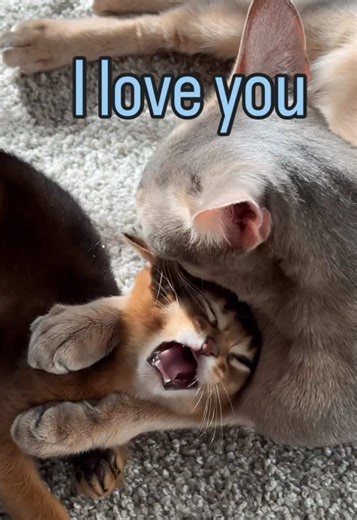 Cómo los gatitos aprenden a jugar con su mamá