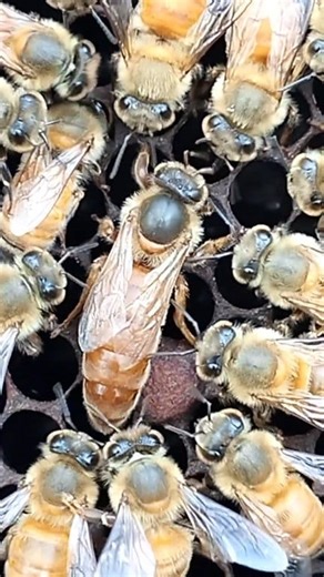The queen moves with grace, ruling every buzz around her. 👑🐝 #queenbee #beelife #honeybee #beekeeperlife #beecolony #naturevibes #beekeeping #beekeeper #savethebees #bees #beesofinstagram #IncredibleNature | Beekeepers Life