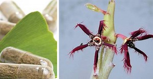 Caralluma é o fitoterápico do momento para emagrecer