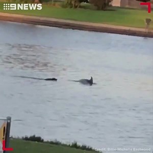 297K views · 4.4K reactions | WATCH: A black labrador has made...