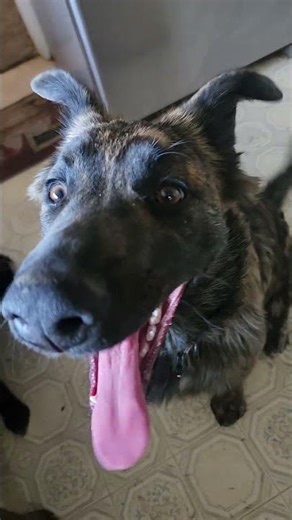 German Shepherd puppies Brindle #germanshepherd #shetlandsheepdog #puppies #brindle #dogs #unique