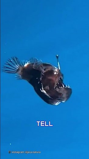 The truth behind 'demon-fish'