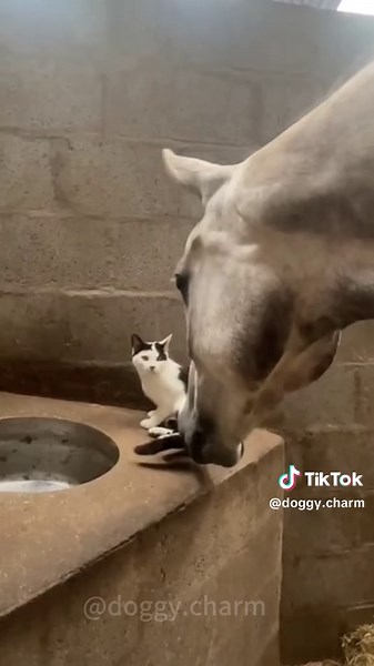 Horses Playfully Bully Cats in Hilarious Videos