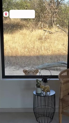 A curious lion cub peered over a couple’s window sill and into their home. #lion #safari #southafrica #wildlifephotography #noAI