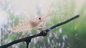 Close up of shrimp standing still on branch tree in water. Giant river prawn or giant freshwater prawn larvae (Macrobrachium rosenbergii) in macro