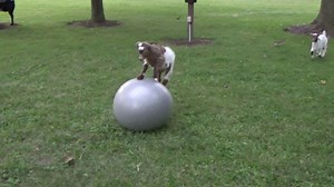 Four Little Baby Goats Hilariously Take Turns Trying to Balance on Top of an Inflatable Exercise Ball