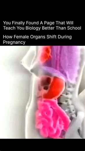 Explaining Biology on Instagram: "🌸 How Female Organs Shift During Pregnancy 🌸 During pregnancy, a woman’s body performs an incredible transformation to support the growing baby. As the uterus expands, it gradually pushes and shifts nearby organs to make space: 🫶 The uterus, normally the size of a pear, grows upward—pressing the stomach and intestines higher into the abdomen. 💗 The bladder gets compressed, which is why frequent urination becomes common. 💨 The lungs are pushed upward, reduci
