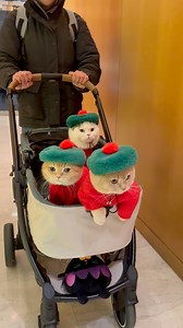 The way Sponge Cake and Buttercream look up at the end is too cute! #cats #reels #reelsofinstagram #catsviral #catlove #catsofinstagram #travel #cat #nyc #newyork #funnyanimals | Spongecake_cats