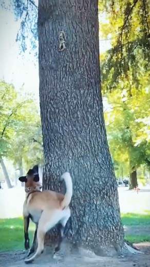 🐕Elite Training Mode — Strength and Obedience💣#DogTraining#Agility#StrongDog | Dog Training Hub