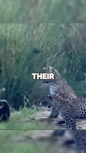 Creature of the day: The Honey Badger 🦡 The honey badger (Mellivora capensis), also known as the ratel (/ˈrɑːtəl/ or /ˈreɪtəl/), is a mammal widely distributed in Africa, Southwest Asia, and the Indian subcontinent. Because of its wide range and occurrence in a variety of habitats, it is listed as Least Concern on the IUCN Red List. Males are generally more social than females. Diet: Carnivores; secure most food through active hunting though individuals may scavenge. Small mammals and reptiles 