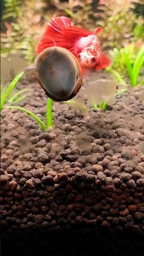 Zebra Nerite Snail Eating Brown Algae in My New Planted Aquarium | No CO2 Setup