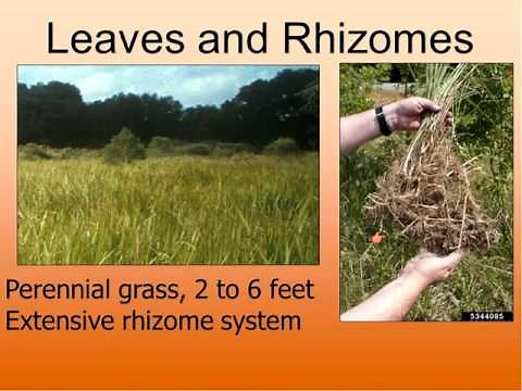 Cogongrass Management - Past, Present and Future
