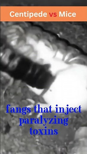 Centipedes attacking mice