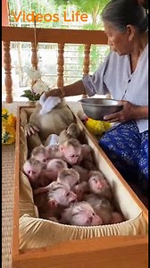 Baby monkeys seeking mother's comfort | Videos Life