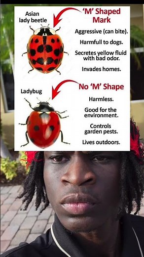 Asian lady beetle vs Ladybug