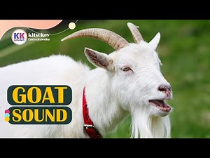 Goat Sound, Goat song, Goat Sound Effect, Goat sound to learn