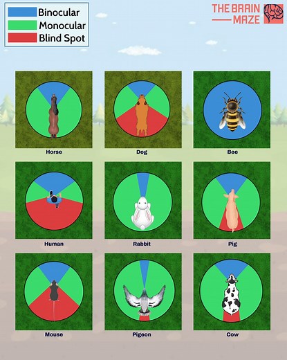 1.6M views · 12K reactions | Field of View of Different Animals - What does the world look like through the eyes of different animals? While humans have a limited field of vision, creatures like bees can see in 360 degrees. In this video, we explore the fascinating variations in how animals perceive the world around them. | The Brain Maze | Facebook