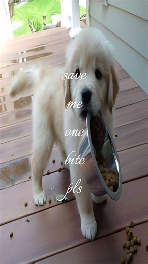 #dogsoftiktok #memes #fyp