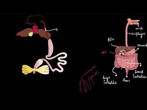 Frog digestive system | Structural organisation in animals | Class 11 Biology | Khan Academy