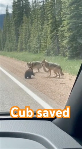 Wolves attack, cub ￼ #Cub #Wolves #Bear #Saved #attacked