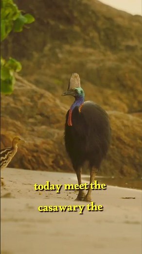 The Most Dangerous Bird on Earth 🦤