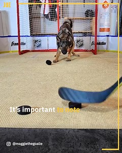 The Goalie Dog