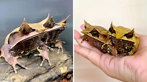 Horned Frog 🐸 WEIRDEST Frog Ever?! | 1 Minute Animals This frog is truly something else. Its appearance is so bizarre, you won't believe it's real. With its massive mouth and prominent "horns," the horned frog looks more like a creature from mythology than a real amphibian. Discover the secrets of this weird and wonderful animal. #HornedFrog #frog #frogs #amphibians #frogsofinstagram | 1 Minute Animals