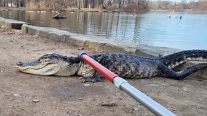 Search on for person who dumped 4-foot-long alligator in Prospect Park