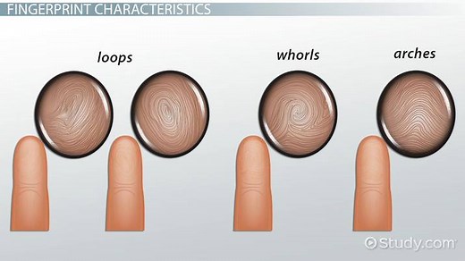 Latent Fingerprints | Methods, Development Techniques & Analysis