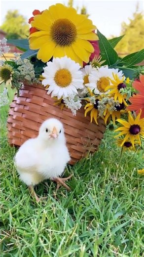 Building Our Backyard Chicken Coop | Cute DIY Farm Project | Homestead Life