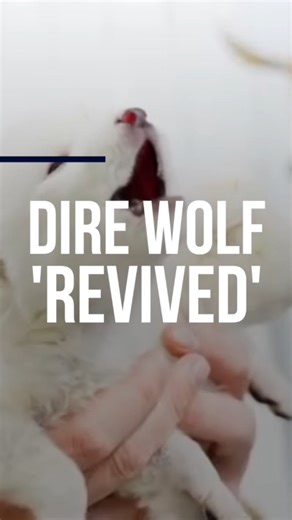 Scientists claimed to have revived the dire wolf, achieving the world's first de-extinction using cloning and gene-editing technology to create three hybrid pups resembling their prehistoric ancestors. | China Daily