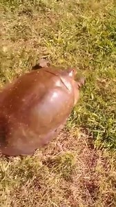 🔥 Fast soft-shelled turtle running 15mph