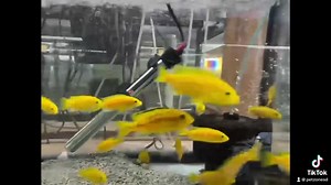 "Get electrified by the stunning Electric Yellow African Cichlid! ⚡🐠 Its vibrant yellow coloration is a burst of sunshine in the aquarium, radiating energy and liveliness. Witness the beauty of nature's own electric light, swimming gracefully and adding a dazzling touch to your aquatic realm. ✨💛 #ElectricYellowCichlid #AquariumVibrance #Nature'sSpark" | Pet Zone Tropical Fish, San Diego, California