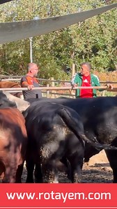 8.3K views · 1K reactions | Rota besi yemi ile Angus , Brangus, Hereford Kuru besleme Aylık 50 70 kg canlı ağırlık artışı , uygun maliyet , hesaplı besicilik #rotayem #besihayvancılılğı #hayvancılık #büyükbaş #angus #brangus | Rota Yem | Facebook