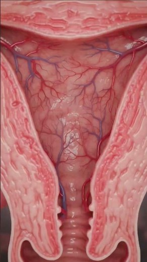 Inside the Uterus: 3D View of Female Reproductive System