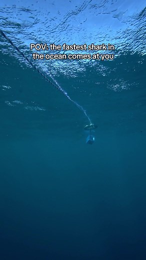 81K views · 421 reactions | The Mako shark is the fastest known species of shark, reaching moving speeds of 31 mph (50 kph) with bursts up to 46 mph! Diving with them is unreal.  #makoshark #savesharks #sharkdiver #ocean #sharkdiving #mexico | Kayleigh Nicole Grant | Facebook